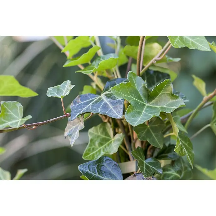 Piardino Efeu - Hedera helix "buntlaubig" - Stimmungsaufnahme