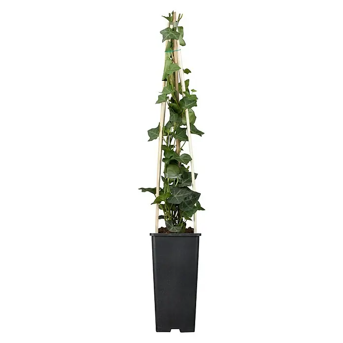 Piardino Efeu - Hedera helix "buntlaubig" - Vorderansicht