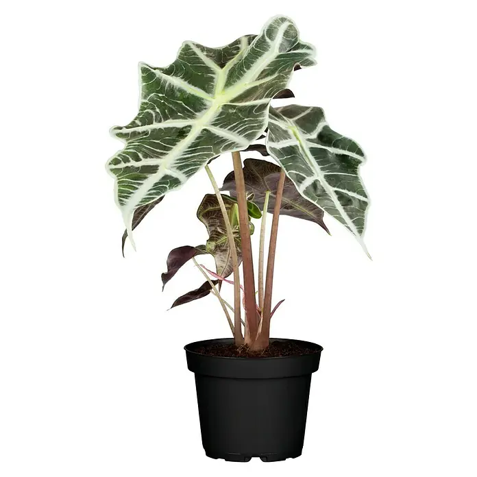 Piardino Alocasia odora - Alocasia polly, Tamaño de maceta: 12 cm - Vista frontal