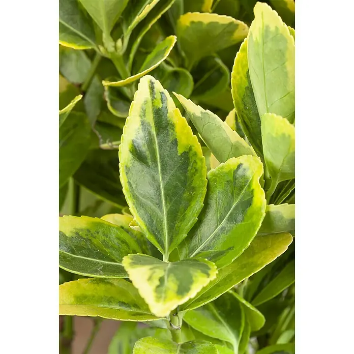 Piardino Evónimo - Euonymus japonicus, Verde - Foto ambiente