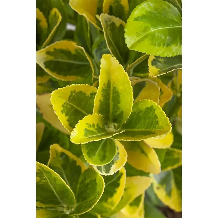 Piardino Evónimo - Euonymus japonicus, Verde - Foto ambiente