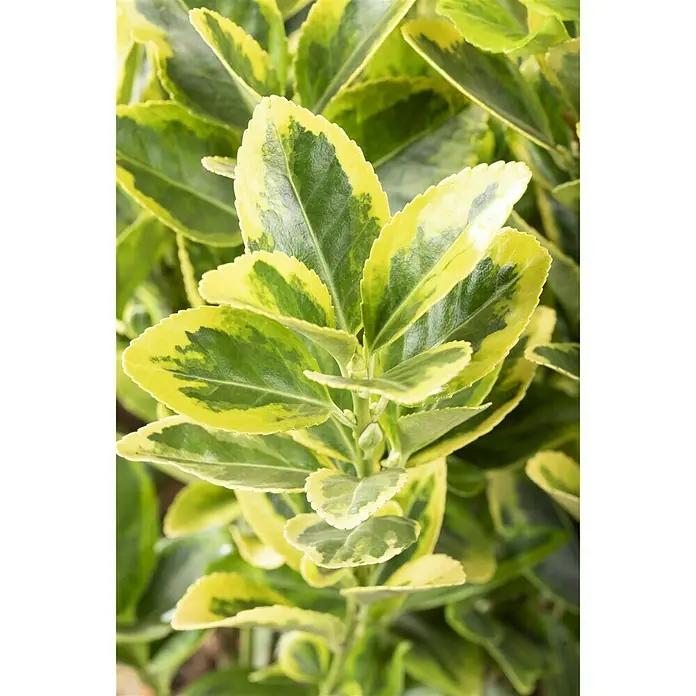 Piardino Evónimo - Euonymus japonicus, Verde - Foto ambiente