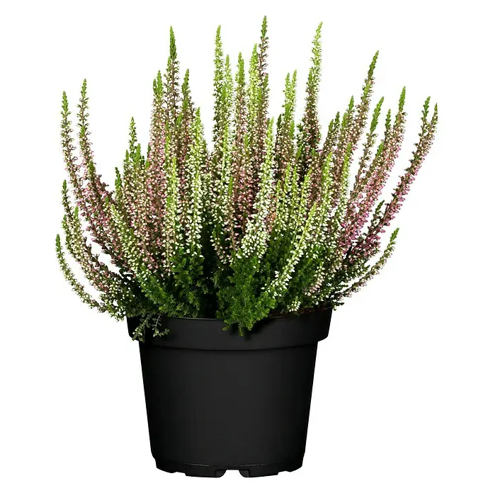 Piardino Besenheide - Calluna vulgaris Beauty Sisters, Mehrfarbig - Vorderansicht