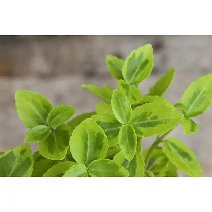 Piardino Spindelstrauch Emerald Gold - Euonymus fortunei 'Emerald Gold', Gelb/Grün - Stimmungsaufnahme