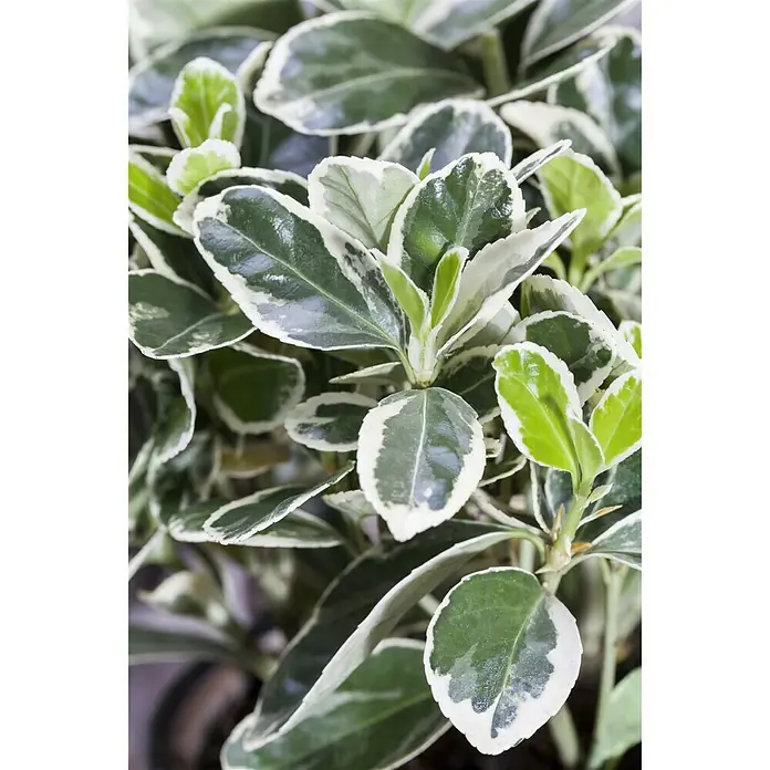 Piardino Spindelstrauch Emerald Gaiety - Euonymus fortunei Emerald Gaiety, Grün mit weißer Umrandung - Stimmungsaufnahme