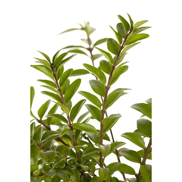 Piardino Heckenmyrthe Maigrün - Lonicera nitida 'Maigrün', Weiß - Stimmungsaufnahme