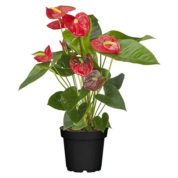 Piardino Flamingoblume - Anthurium x andreanum, Topfgröße: 17 cm, Blütenfarbe: Sortenabhängig - Vorderansicht