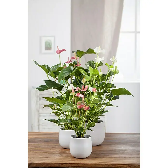 Piardino Flamingoblume - Anthurium x andreanum, Topfgröße: 17 cm, Blütenfarbe: Sortenabhängig - Stimmungsaufnahme
