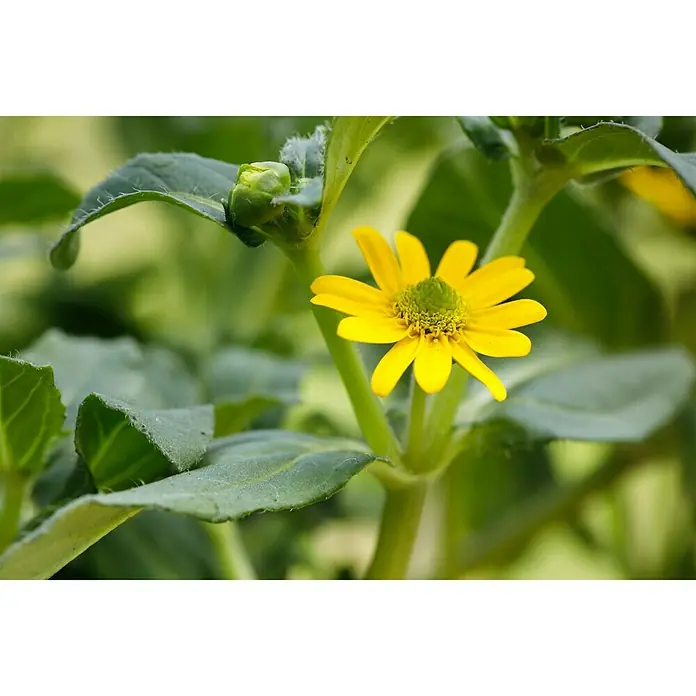 Piardino Husarenkopf - Sanvitalia procumbens, Topfgröße: 10 cm, Gelb - Stimmungsaufnahme