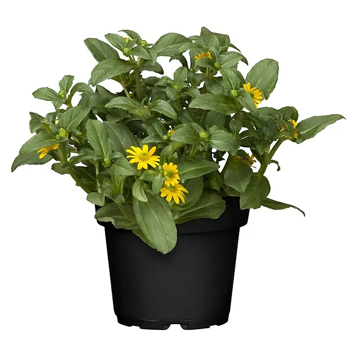 Piardino Husarenkopf - Sanvitalia procumbens, Topfgröße: 10 cm, Gelb - Vorderansicht