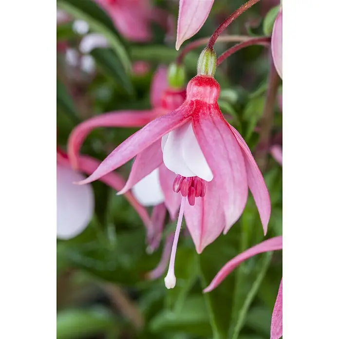 Piardino Fuchsie Stehend - Fuchsia Hybride, Topfgröße: 12 cm, Blütenfarbe: Mehrfarbig - Stimmungsaufnahme
