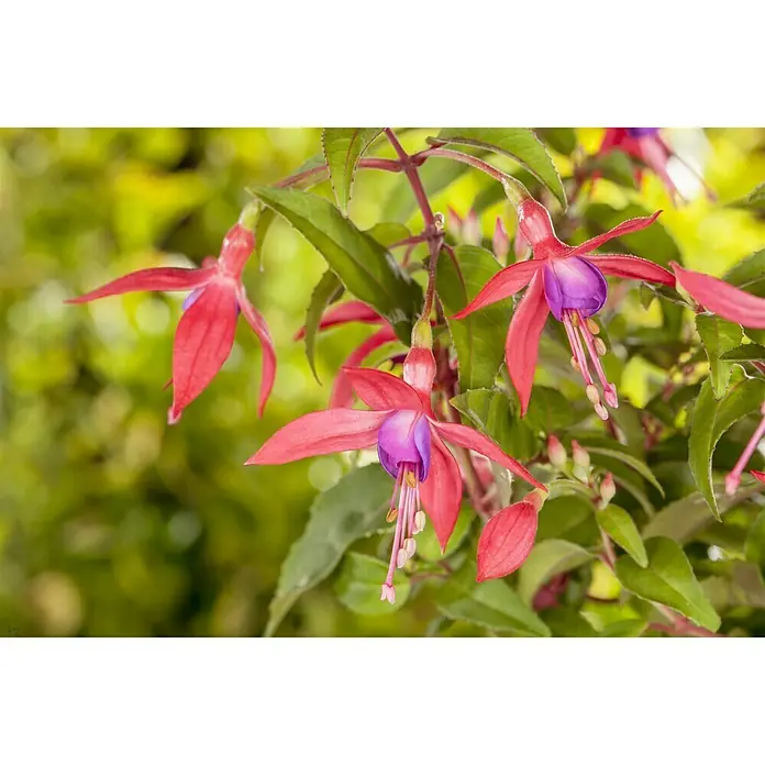 Piardino Fuchsie Stehend - Fuchsia Hybride, Topfgröße: 12 cm, Blütenfarbe: Mehrfarbig - Stimmungsaufnahme
