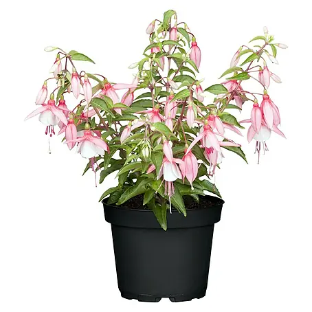 Piardino  Fuchsie Stehend