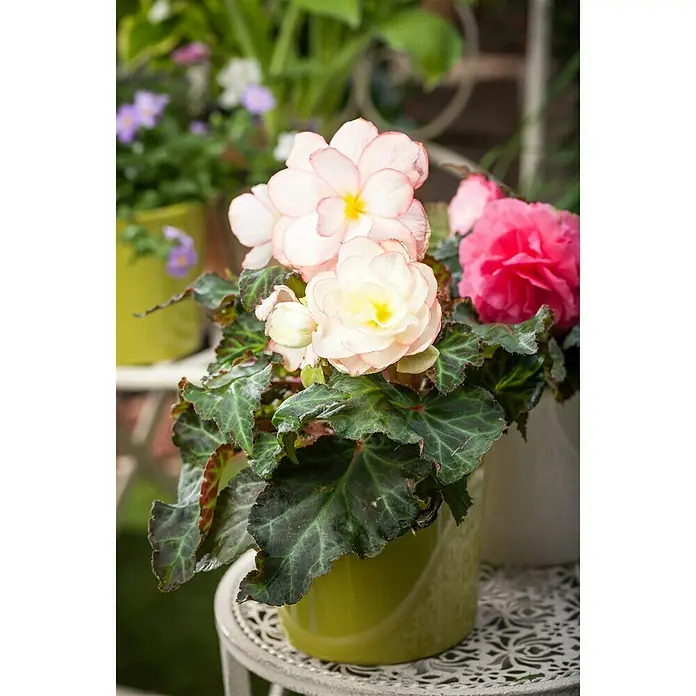 Piardino Begonia - Begonia tuberrosa, Tamaño de maceta: 13 cm, Según su variedad - Foto ambiente
