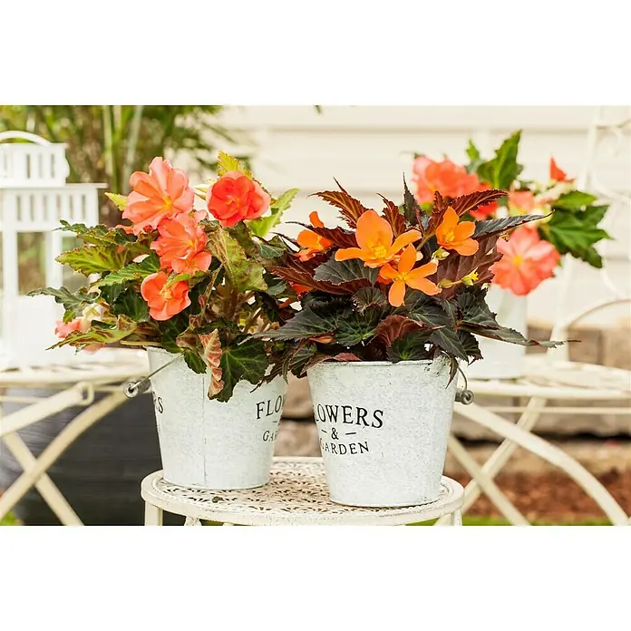 Piardino Begonia - Begonia tuberrosa, Tamaño de maceta: 13 cm, Según su variedad - Foto ambiente