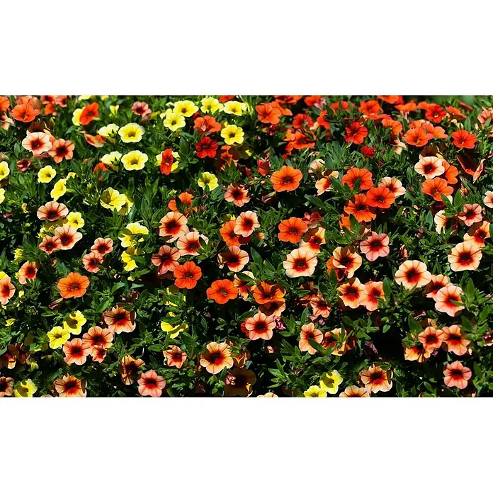 Petunia calibrachoa - Calibrachoa Trio, En función de la variedad, Tamaño de maceta: 17 cm - Foto ambiente