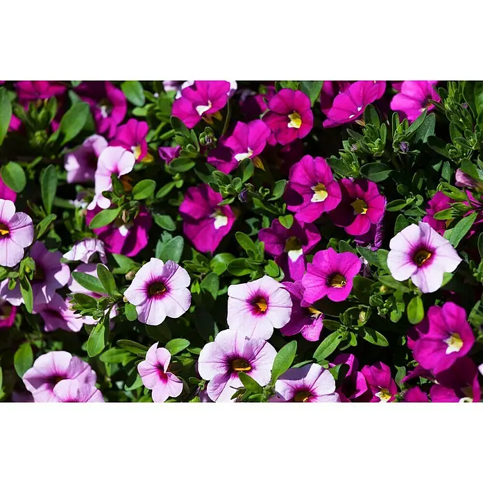 Piardino Petunia calibrachoa - Calibrachoa Hybride, Multicolor - Foto ambiente
