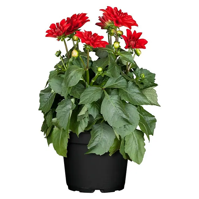 Piardino Dalia - Dahlia, Tamaño de maceta: 10 cm, En función de la variedad - Vista frontal
