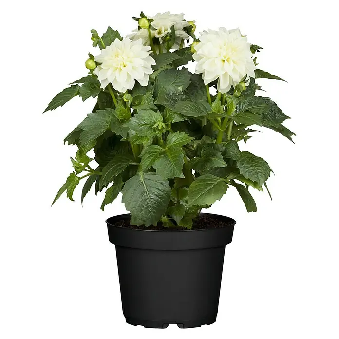 Piardino Dalia - Dahlia hybride, Tamaño de maceta: 17 cm, En función de la variedad - Vista frontal
