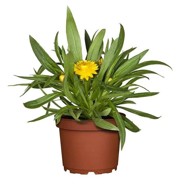 Piardino Strohblume - Helichrysum bracteatum, Blütenfarbe: Mehrfarbig - Vorderansicht