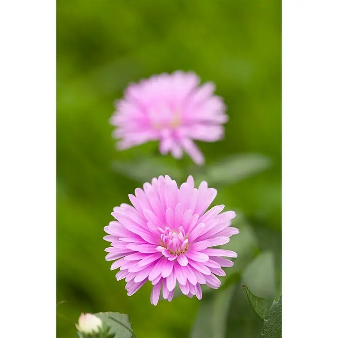 Piardino Glattblatt-Aster - Aster novi belgii, Sortenabhängig - Stimmungsaufnahme
