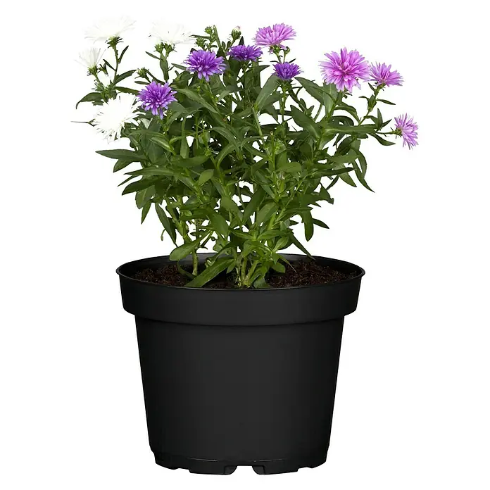 Piardino Glattblatt-Aster - Aster novi belgii, Sortenabhängig - Vorderansicht