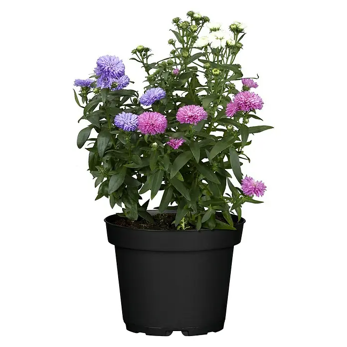 Piardino Glattblatt-Aster - Aster novi belgii, Sortenabhängig - Vorderansicht