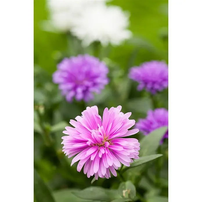 Piardino Glattblatt-Aster - Aster novi belgii, Sortenabhängig - Stimmungsaufnahme