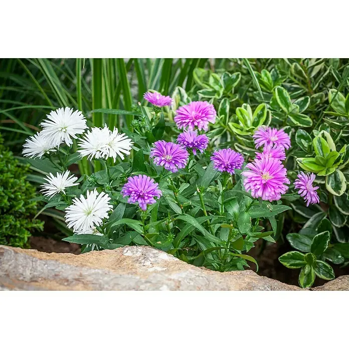 Piardino Glattblatt-Aster - Aster novi belgii, Sortenabhängig - Stimmungsaufnahme