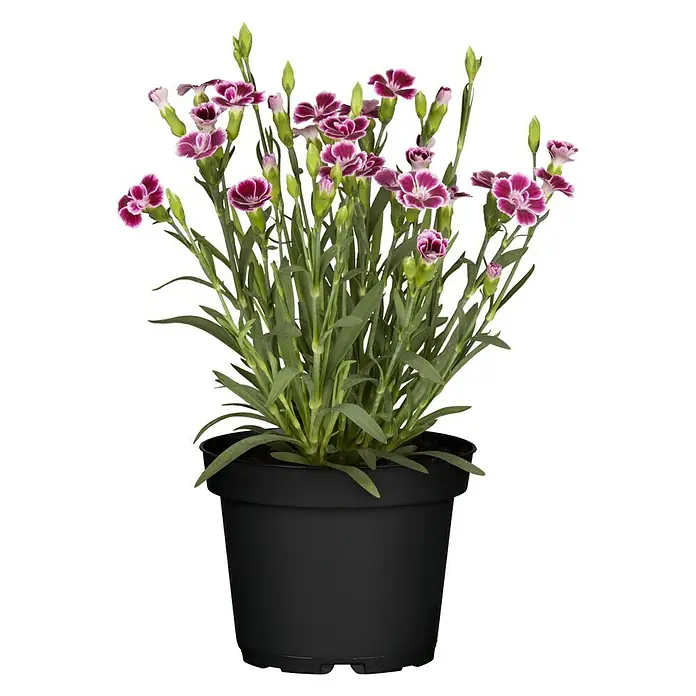 Piardino Gartennelke Capitan - Dianthus caryophyllus 'Captain', Topfgröße: 17 cm, Violett - Vorderansicht