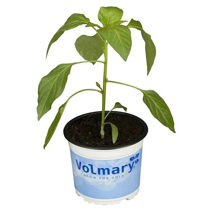 Pimientos - Capsicum annuum 'Zumba', 13 cm - Vista frontal