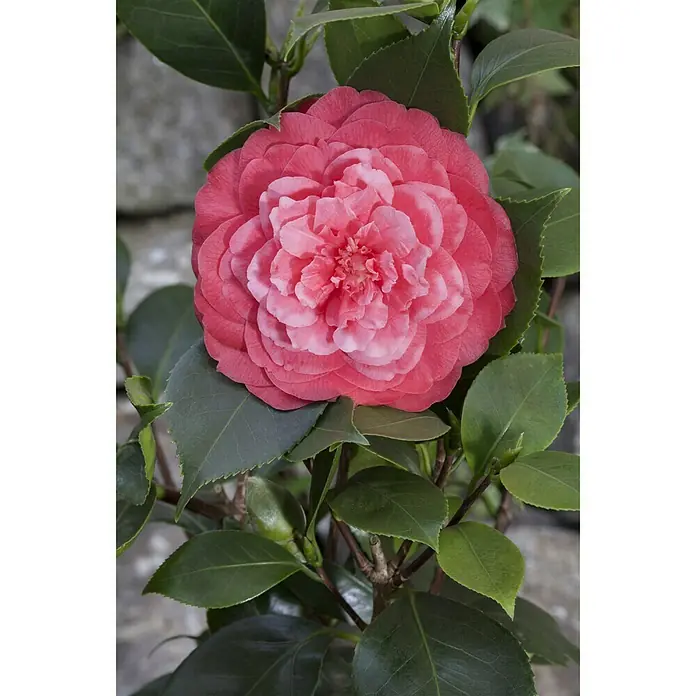 Piardino Japanische Kamelie - Camellia japonica, Topfgröße: 13 cm, Blütenfarbe: Sortenabhängig - Stimmungsaufnahme