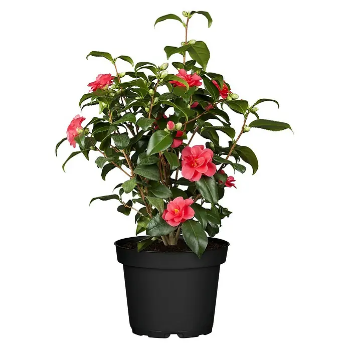Piardino Japanische Kamelie - Camellia japonica, Topfgröße: 13 cm, Blütenfarbe: Sortenabhängig - Vorderansicht