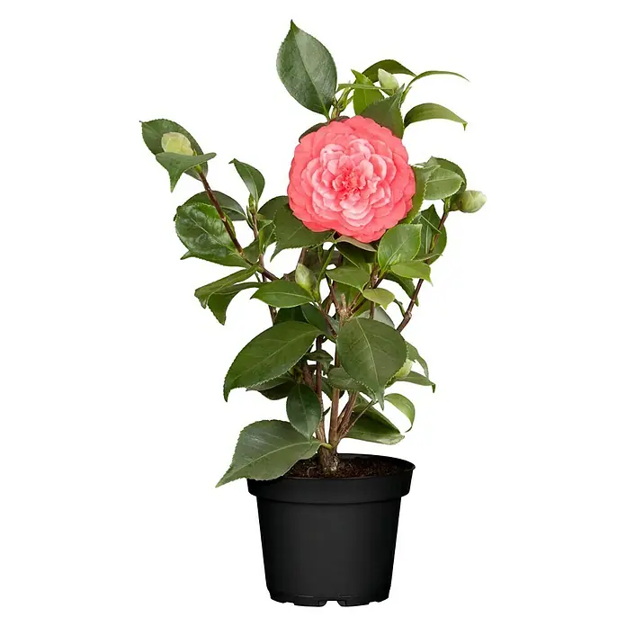 Piardino Japanische Kamelie - Camellia japonica, Topfgröße: 13 cm, Blütenfarbe: Sortenabhängig - Vorderansicht