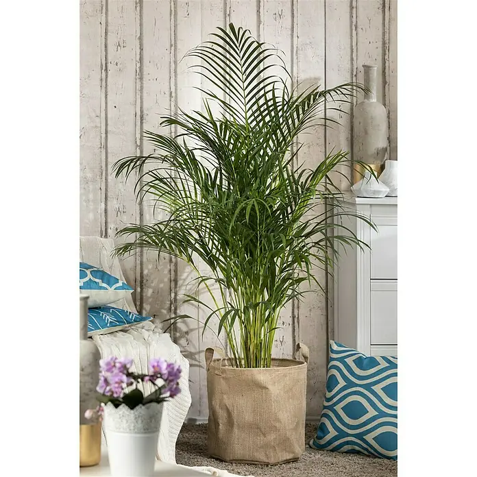 Piardino Goldfruchtpalme - Dypsis Areca, Topfgröße: 24 cm - Stimmungsaufnahme