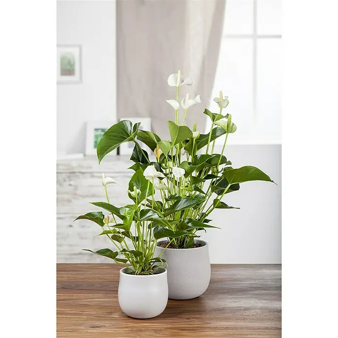 Piardino Flamingoblume - Anthurium x andreanum, Topfgröße: 12 cm, Weiß - Stimmungsaufnahme