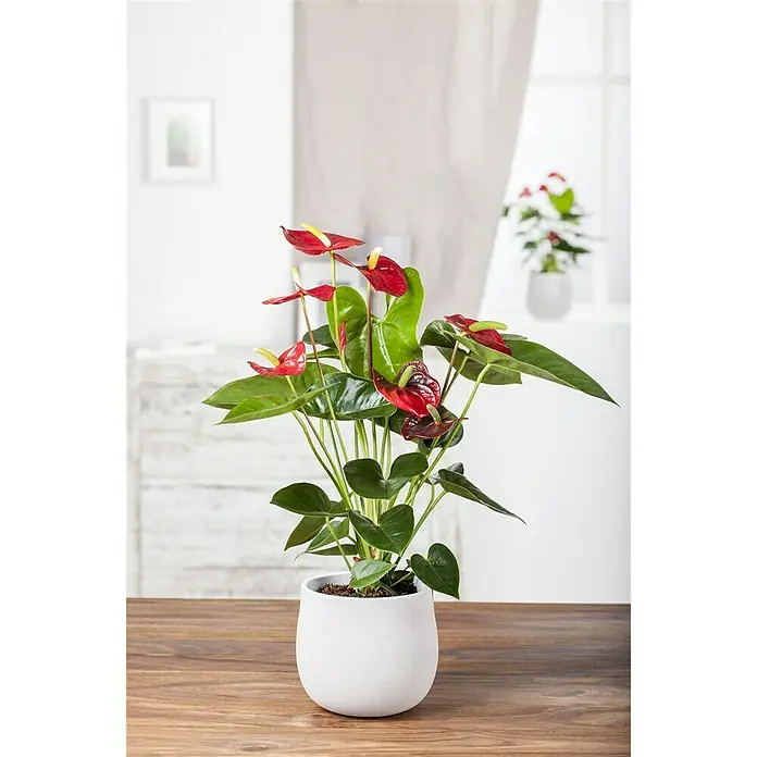 Piardino Anturio - Anthurium andreanum, Tamaño de maceta: 14 cm, Rojo - Foto ambiente