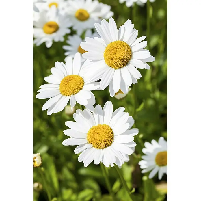 Piardino Strauchmargerite - Argyranthemum frutescens, Topfgröße: 14 cm, Weiß - Stimmungsaufnahme