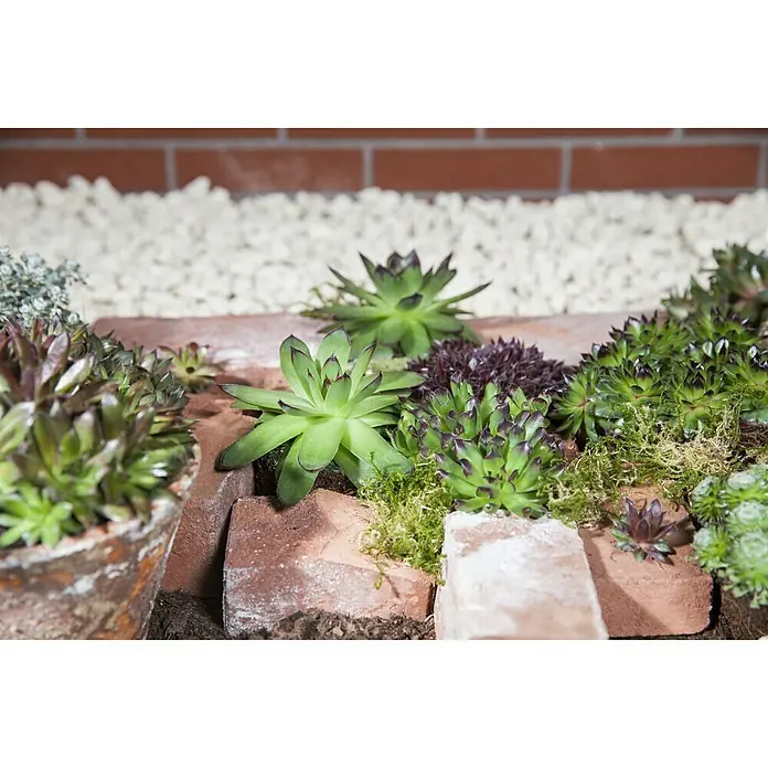 Hauswurz - Sempervivum 'Chick Charms', Topfgröße: 12 cm, Grün - Stimmungsaufnahme