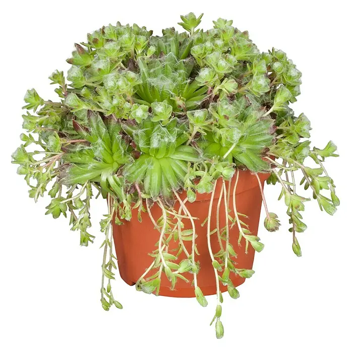 Piardino Hauswurz - Sempervivum, Topfgröße: 14 cm, Grün - Vorderansicht