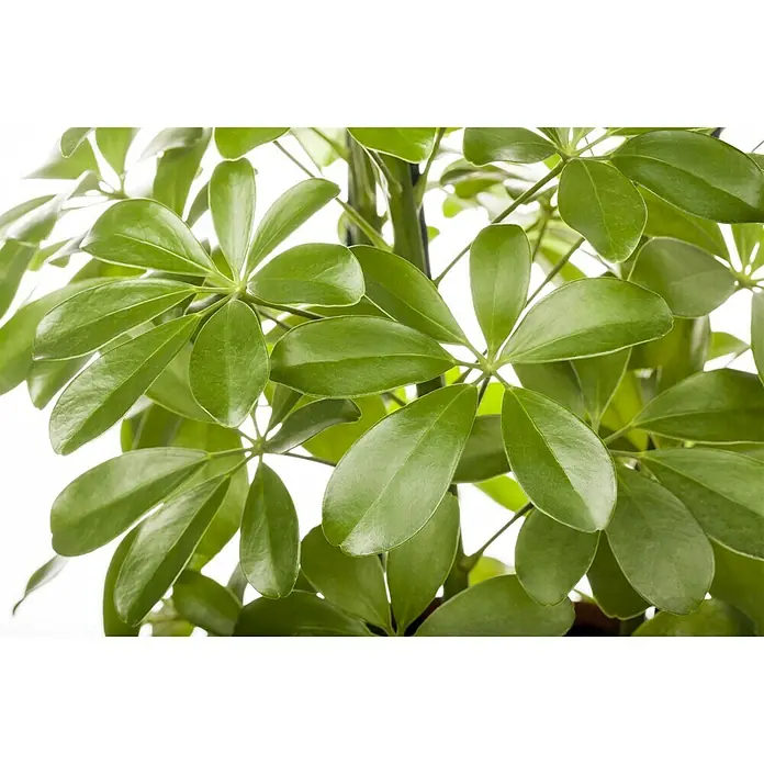 Piardino Šeflera - Schefflera arboricola, Veličina tegle: 13 cm, Zeleno bijela - Živopisni prikaz