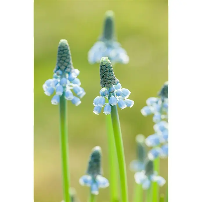 Piardino Frühlingsblumenzwiebeln - Muscari armeniacum 'Blue Magic', Blau - Stimmungsaufnahme
