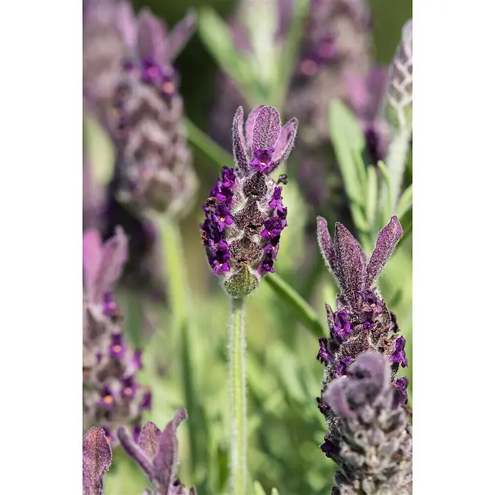 Piardino Schopflavendel Anouk - Lavandula stoechas, Topfvolumen: 2 l - Stimmungsaufnahme