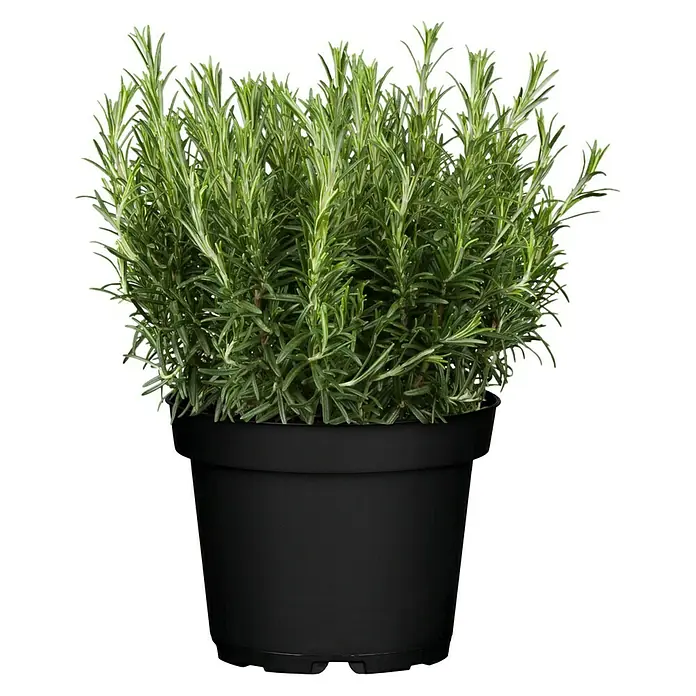 Piardino Rosmarin - Rosmarinus officinalis - Vorderansicht