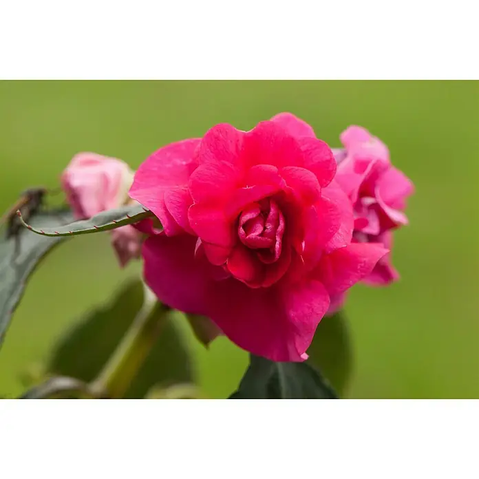 Piardino Edellieschen - Impatiens neuguinea, Topfgröße: 13 cm, Sortenabhängig - Stimmungsaufnahme