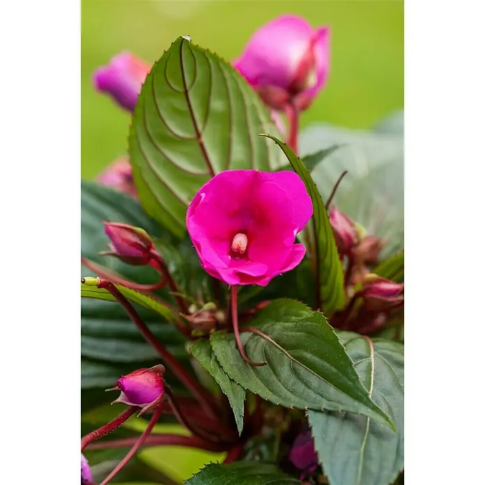 Piardino Edellieschen - Impatiens neuguinea, Topfgröße: 13 cm, Sortenabhängig - Stimmungsaufnahme