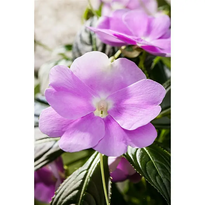 Piardino Edellieschen - Impatiens neuguinea, Topfgröße: 13 cm, Sortenabhängig - Stimmungsaufnahme