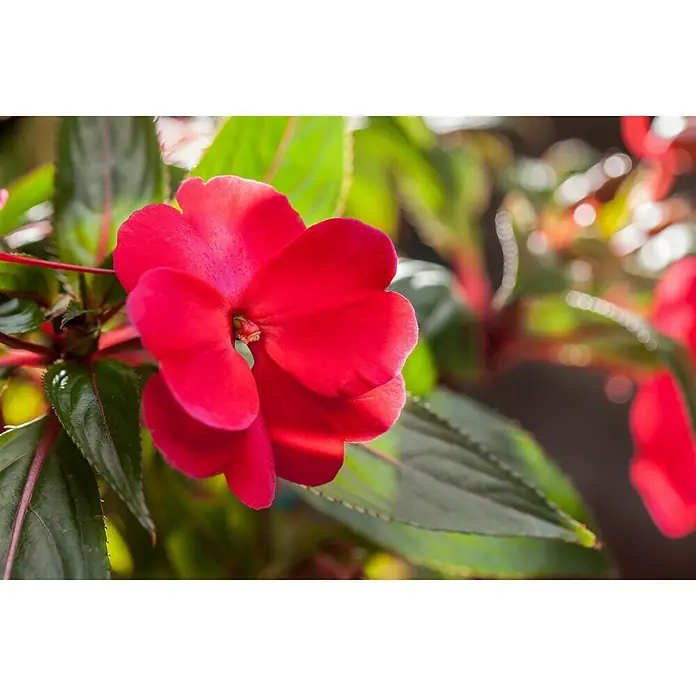 Piardino Edellieschen - Impatiens neuguinea, Topfgröße: 13 cm, Sortenabhängig - Stimmungsaufnahme