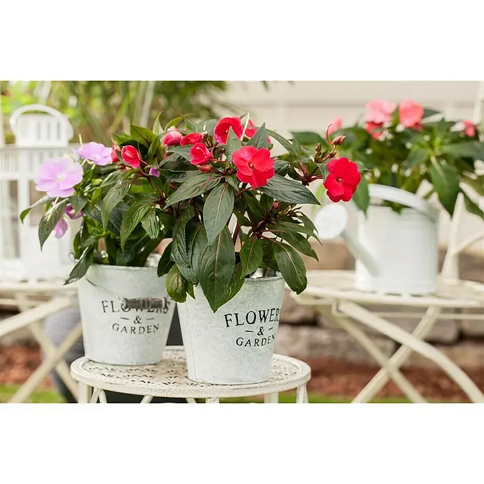 Piardino Edellieschen - Impatiens neuguinea, Topfgröße: 13 cm, Sortenabhängig - Stimmungsaufnahme