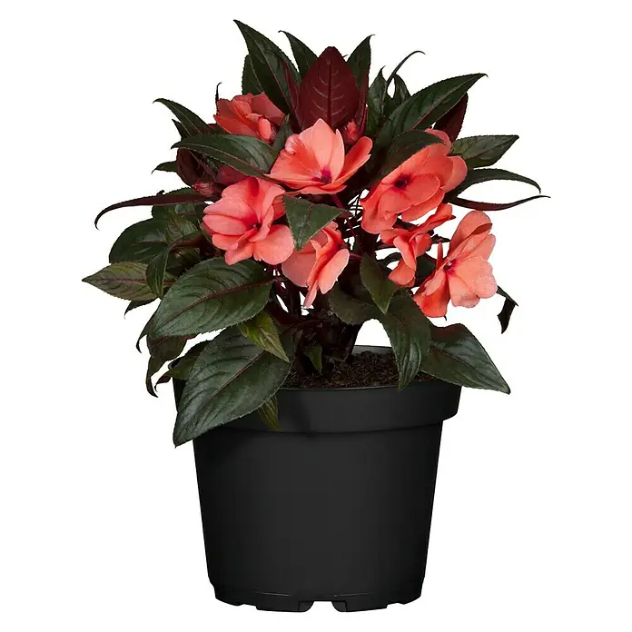Piardino Edellieschen - Impatiens neuguinea, Topfgröße: 13 cm, Sortenabhängig - Vorderansicht